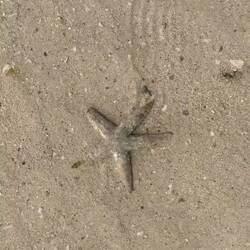 Starfishies