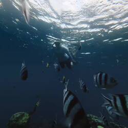 Einfach schwimmen, schwimmen, schwimmen