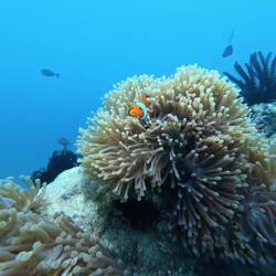Finding real Nemo