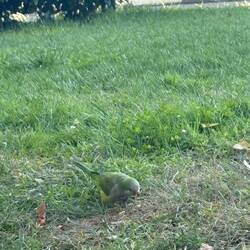 Kleiner Papagei im Park