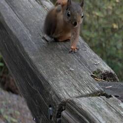 Apparently squirrels like me. This is not the first one that has gotten insanely close!