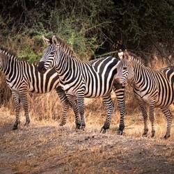 Zebras