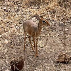 ein Dikdik