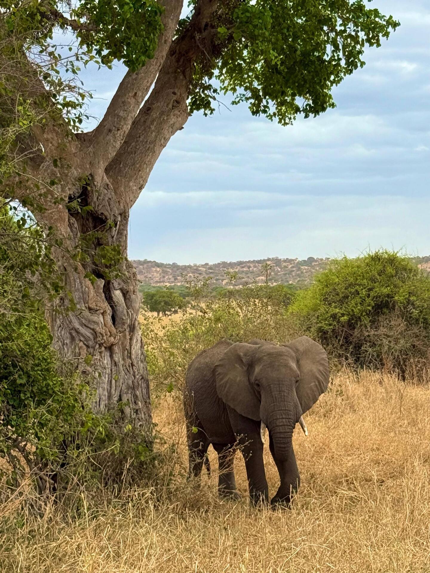 Häufig im Tarangire-Nationalpark anzutreffen: ein afrikanischer Elefant