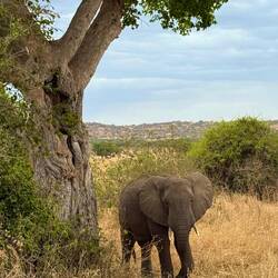 Häufig im Tarangire-Nationalpark anzutreffen: ein afrikanischer Elefant
