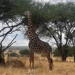 eine Giraffe