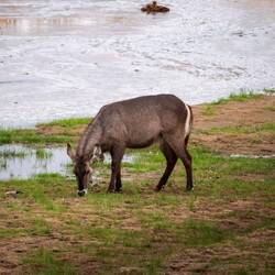 ein Ellipsen-Wasserbock