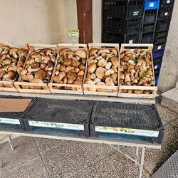 So many Porcini!