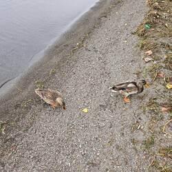 Some friendly mallards