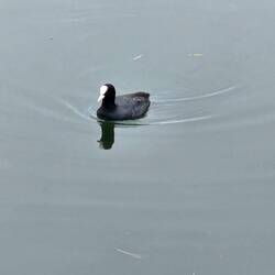 An Eurasian Coot