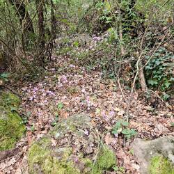 Cyclamen everywhere.