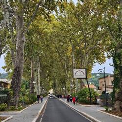Our street is lined with gigantic London Plane trees