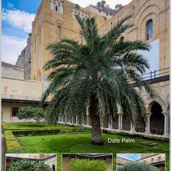 The four trees representing paradise on earth and corresponding to the four key books of the Bible.