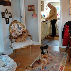 Roger in the kitchen cooking oxtail with the pup's supervising