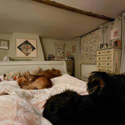 We shared the bed very happily