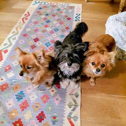 Three little angels