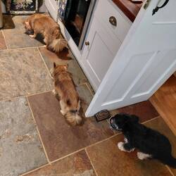 Feeding time in the evening