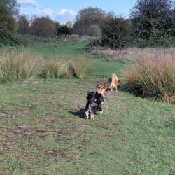 Blue sky on the marshes
