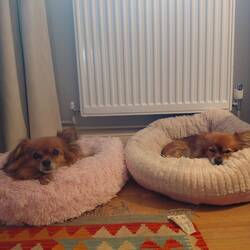 Rufus on the left and Primose on the right