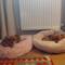 Rufus on the left and Primose on the right