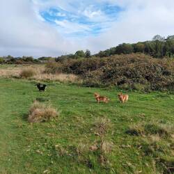 Happy dogs