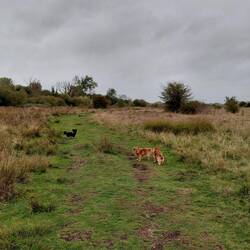 Cloudy days on the marshes