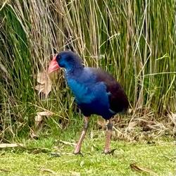 ein Purpurhuhn