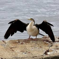 ein australischer Schlangenhalsvogel