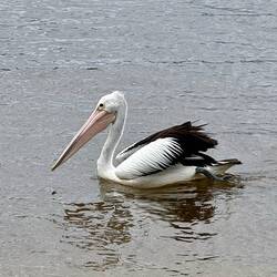 ein Pelikan