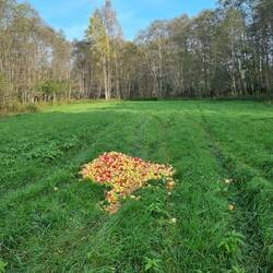 Schlaraffenland für Nara