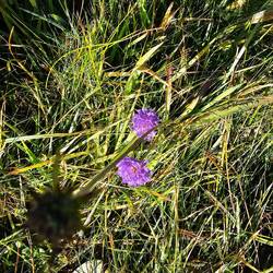 Devil's-bit Scabious (Succisa pratensis).