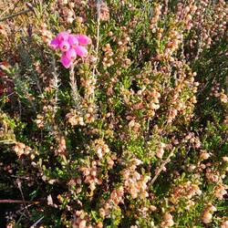 Heather