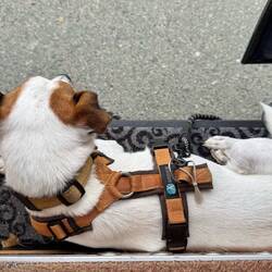 Pause: Louie als Türvorl(i)eger