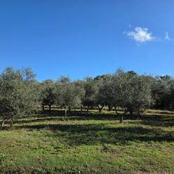 Olive grove