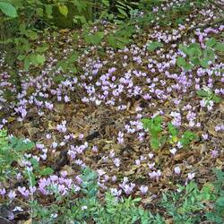 Cyclamens