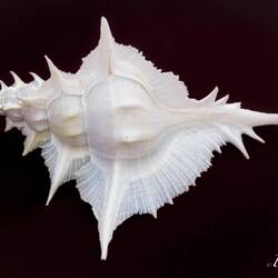 Alabaster murex ... a predatory marine sea snail ... Museo Mandralisca — Cefalù, Sicily.