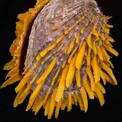 Spondylitis tenellus is a species of marine bivalve mollusk ... Museo Mandralisca — Cefalù, Sicily.