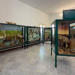 The baron's ornithological collection has been augmented with other donations ... Museo Mandralisca
