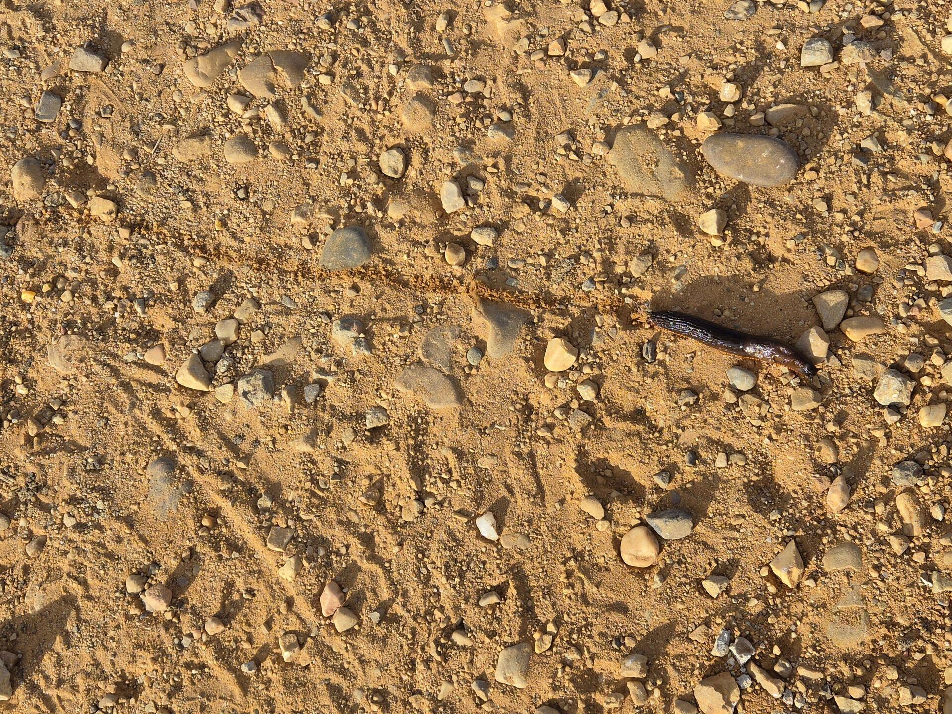The slug and it's huge shadow in the rising sun