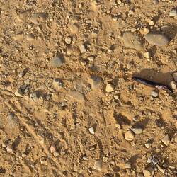 The slug and it's huge shadow in the rising sun