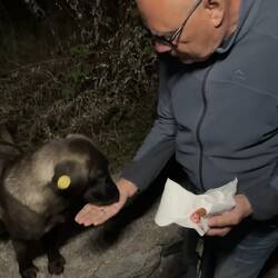 Der Hund wurde mit echten Berliner Knacker mit Käse gefüttert ... mussten weg.