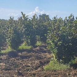 Hazelnut grove