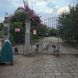 Our farewell committee as we were leaving Montefiascone