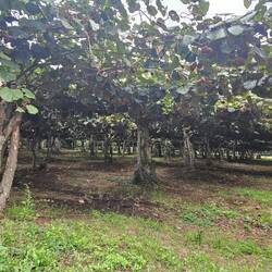 Kiwi orchard