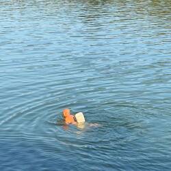 Many swimmers in the river