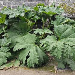 Gunnera often commonly referred to as giant rhubarb, Brazilian rhubarb, or dinosaur food.