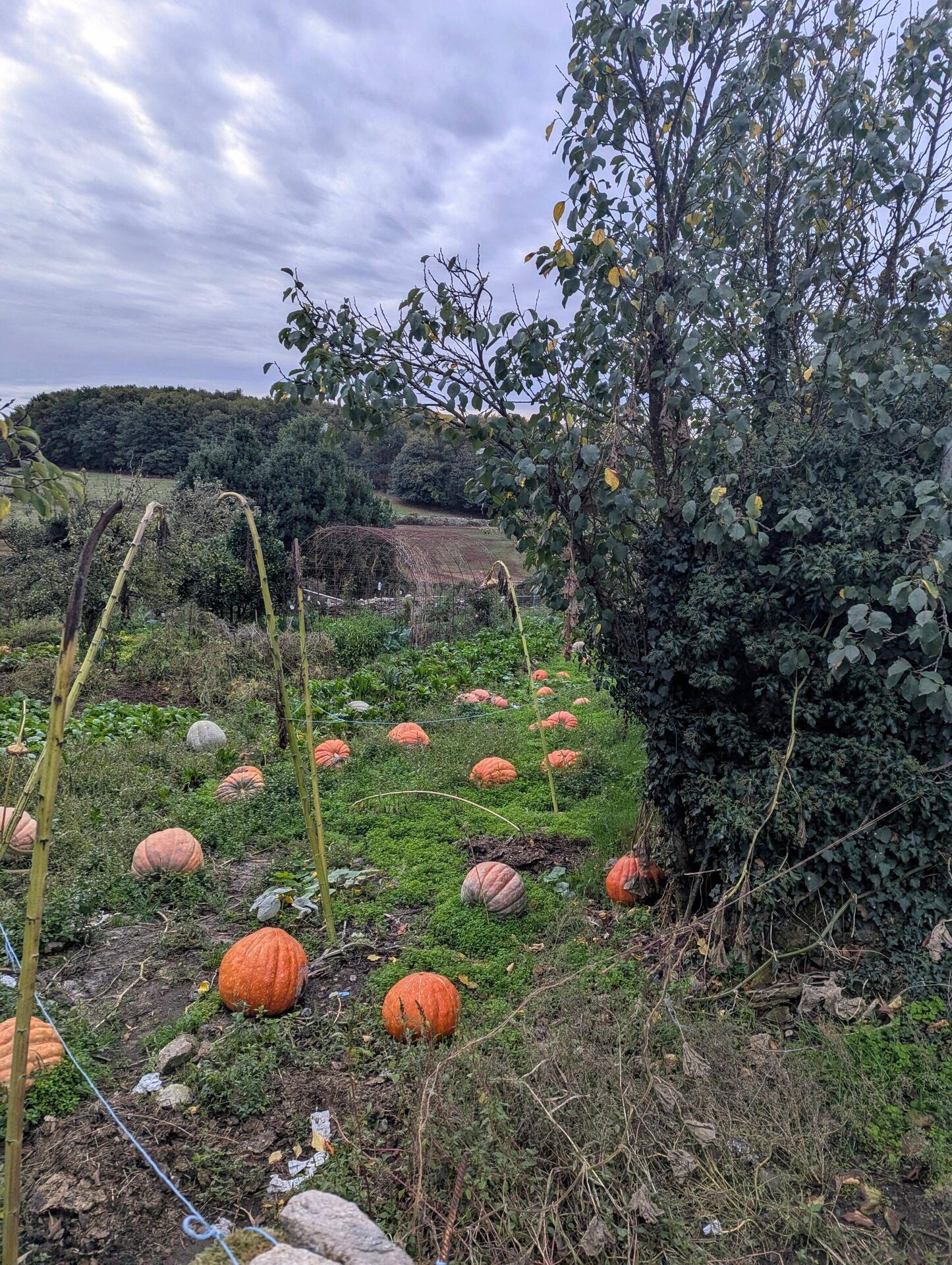 Pumpkin patch