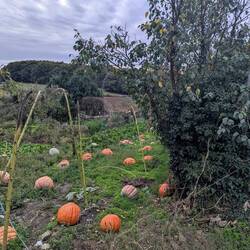 Pumpkin patch