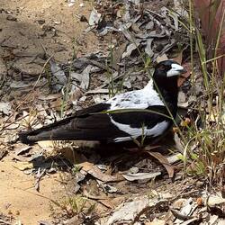 eine Flötenkrähe (Australian Magpie)