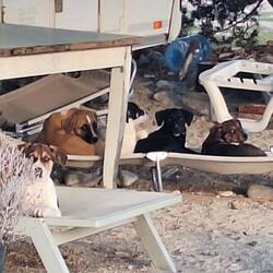 Strandhunde